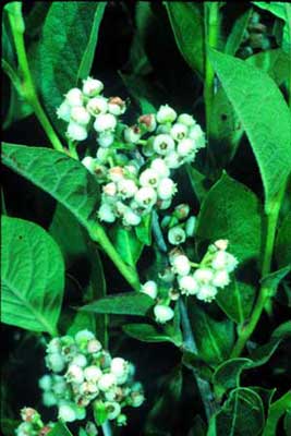 Lyonia ligustrina (He-huckleberry) (alternate view 6)