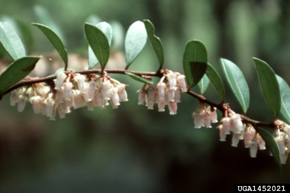 Lyonia lucida (fetterbush lyonia) (alternate view 6)