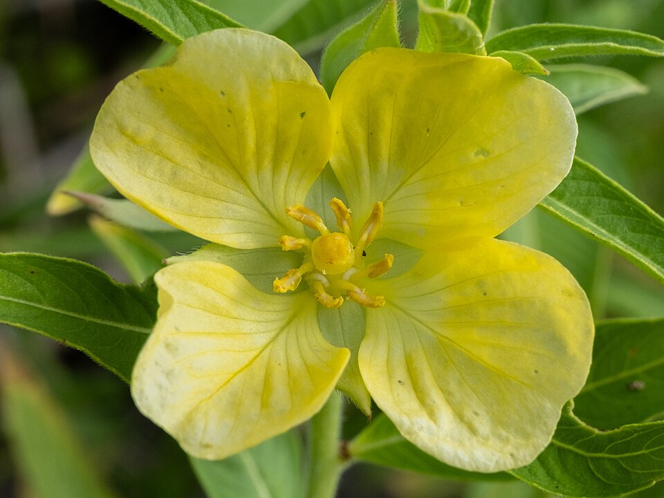 Ludwigia (Primrose-willows) (alternate view 6)