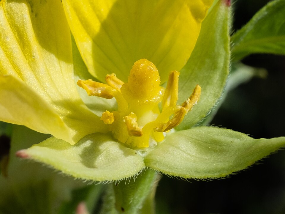 Ludwigia (Primrose-willows) (alternate view 7)