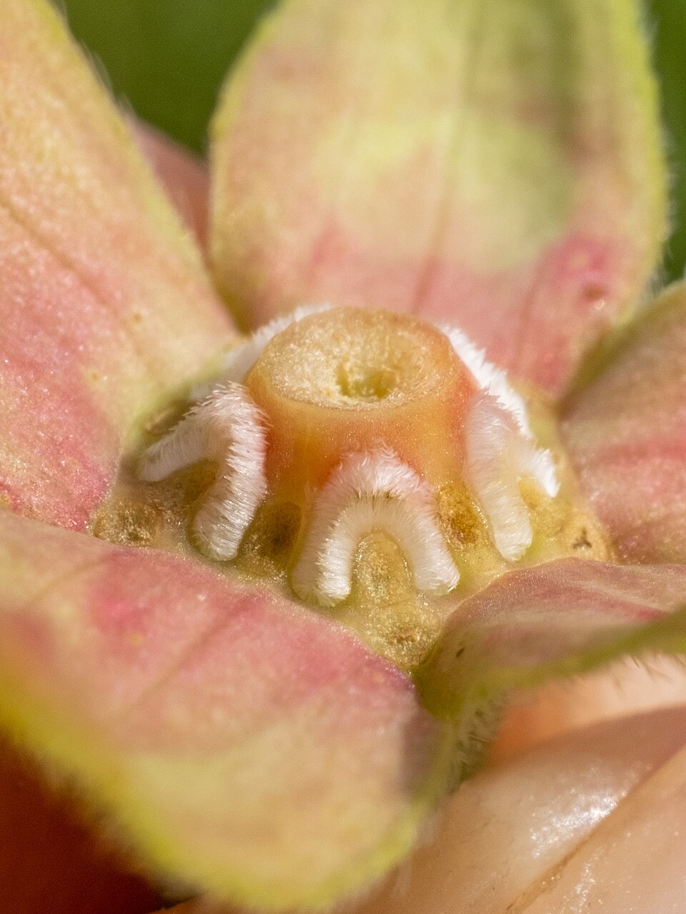 Ludwigia (Primrose-willows) (alternate view 8)