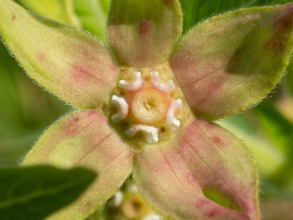 Ludwigia (Primrose-willows) (alternate view 9)