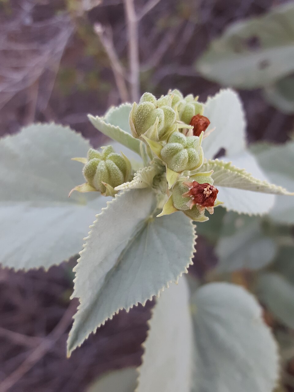 Abutilon (Indian mallows) (alternate view 3)