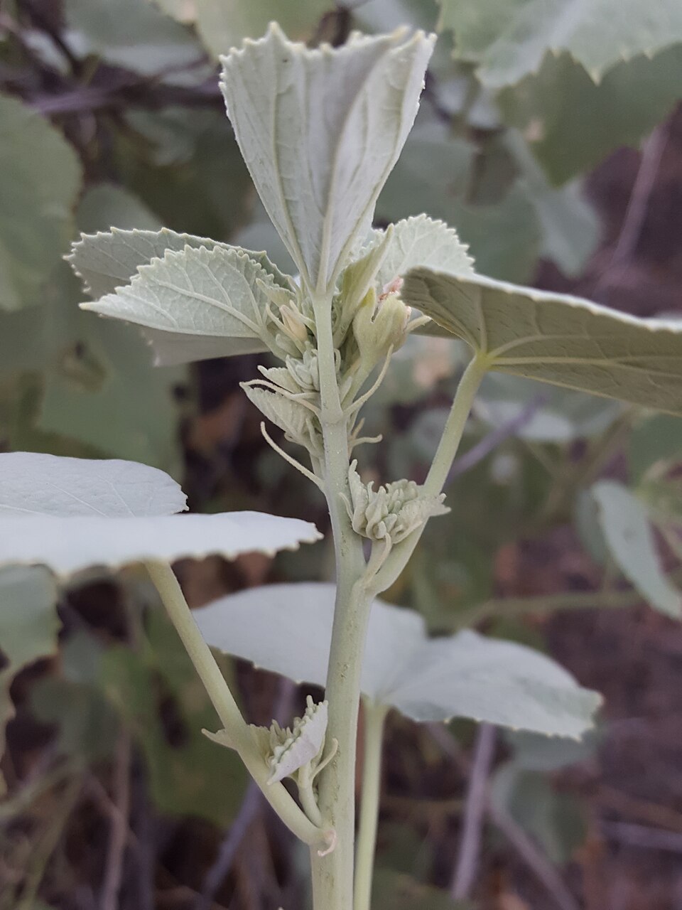 Abutilon (Indian mallows) (alternate view 4)