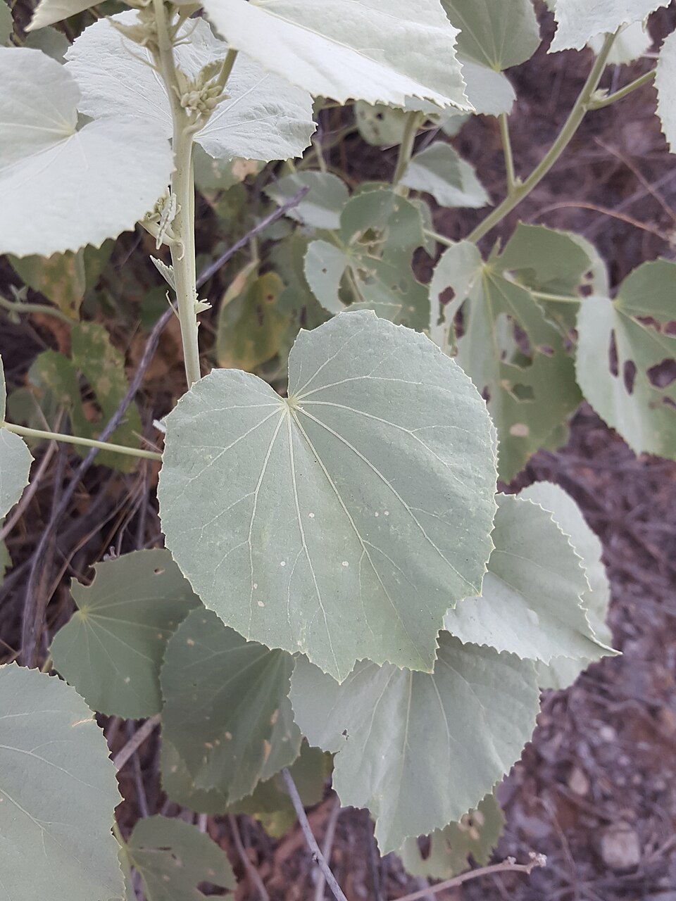 Abutilon (Indian mallows) (alternate view 5)