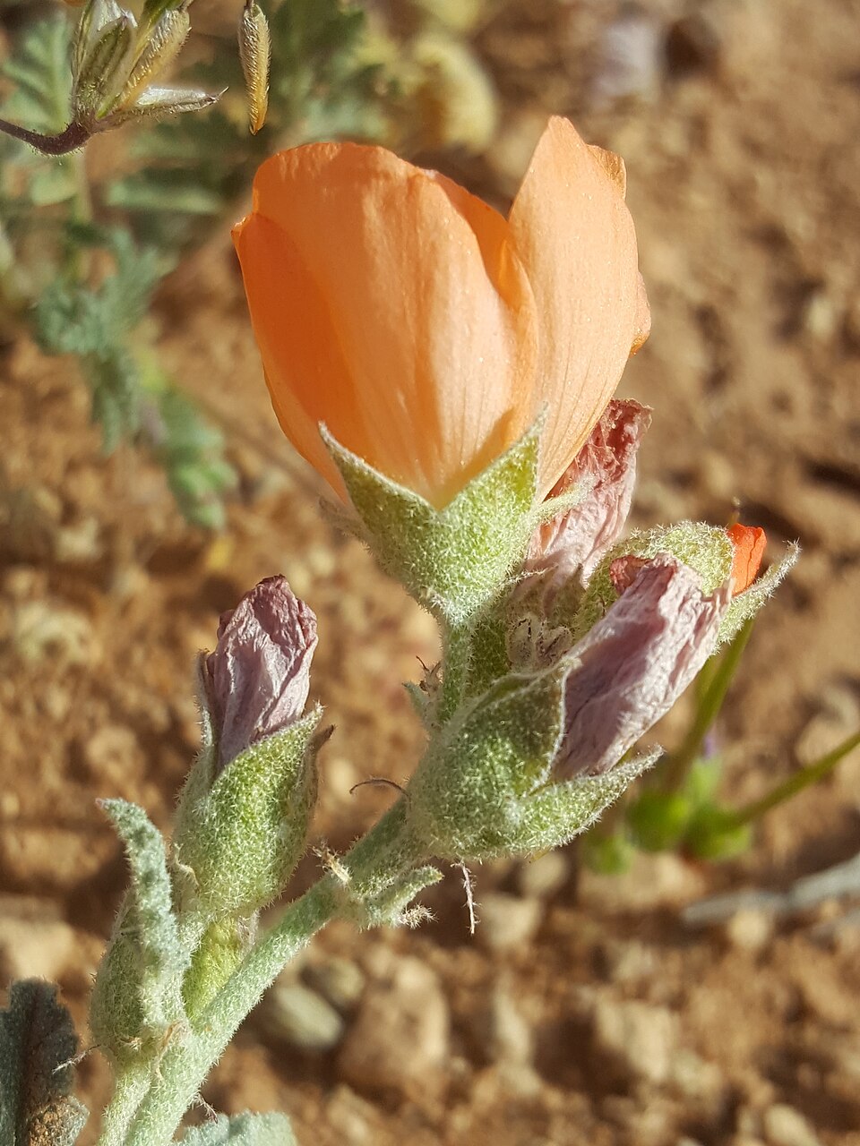 Sphaeralcea (globemallows) (alternate view 2)