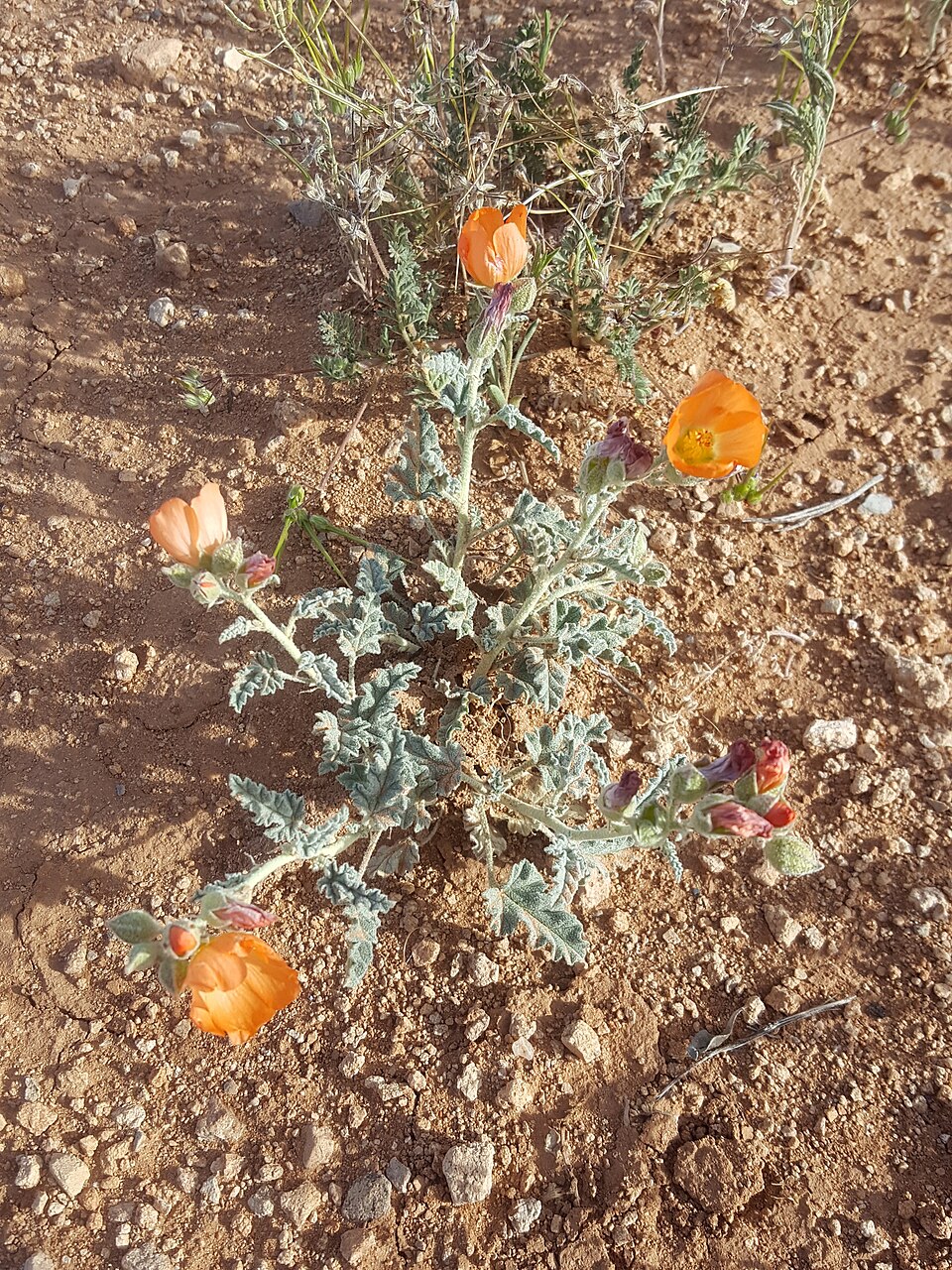 Sphaeralcea (globemallows) (alternate view 3)