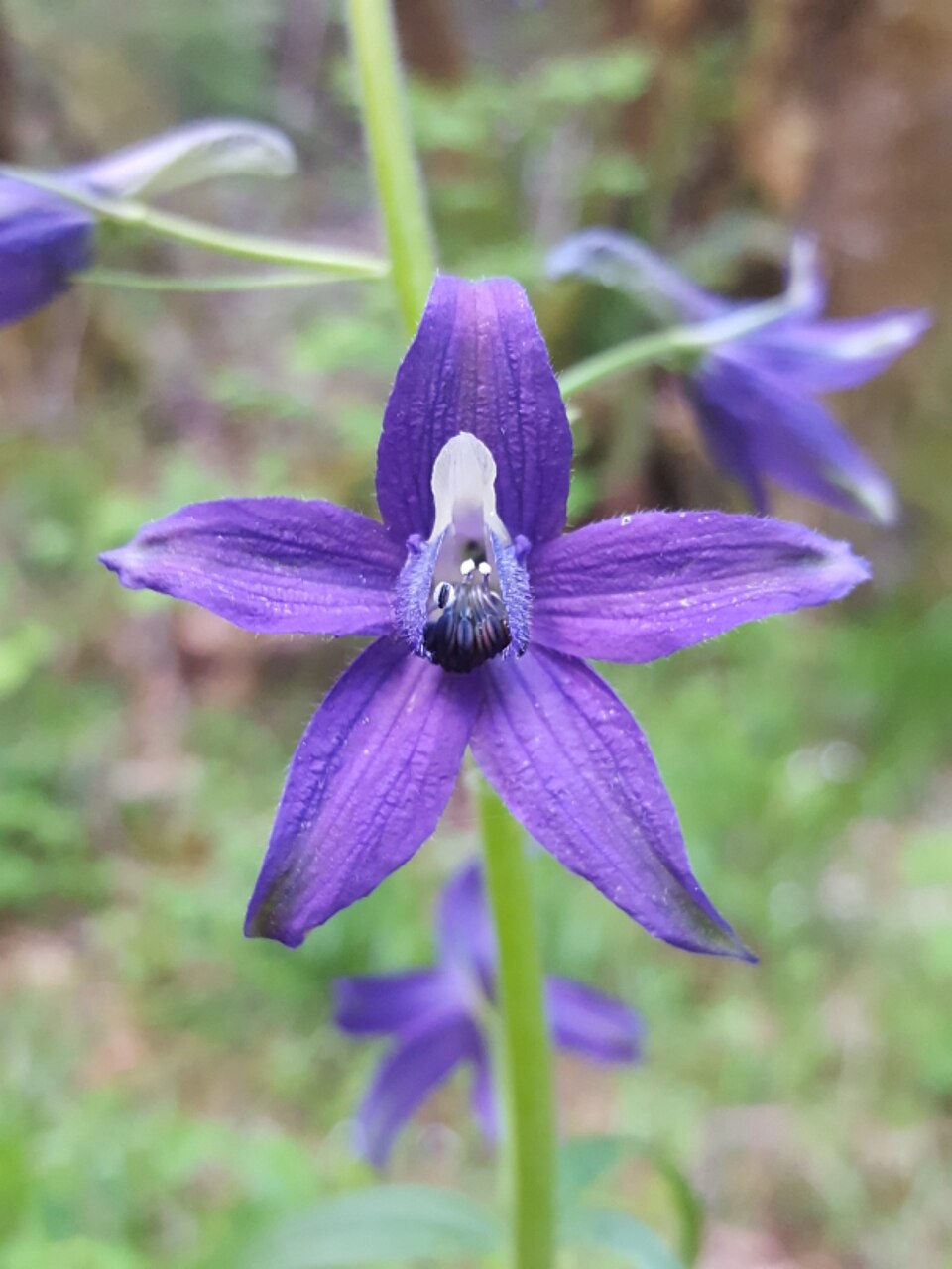 Delphinium trolliifolium (Streambank Larkspur) (alternate view 8)