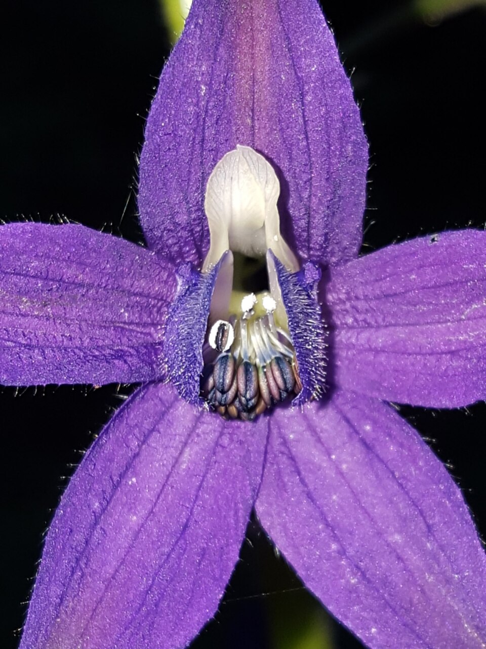 Delphinium trolliifolium (Streambank Larkspur) (alternate view 9)