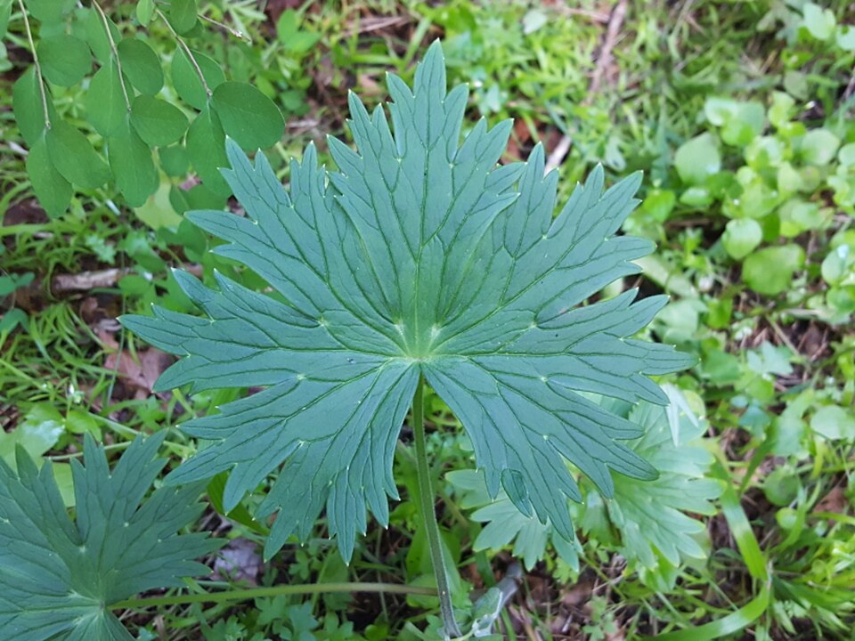 Delphinium trolliifolium (Streambank Larkspur) (alternate view 10)