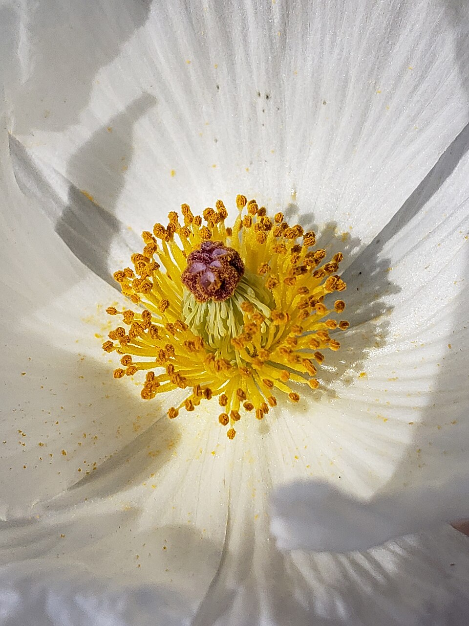 Argemone albiflora (white prickly poppy) (alternate view 9)