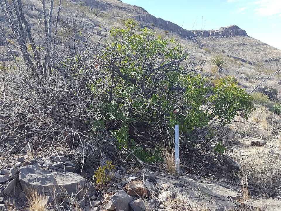 Rhus virens (evergreen sumac) (alternate view 8)
