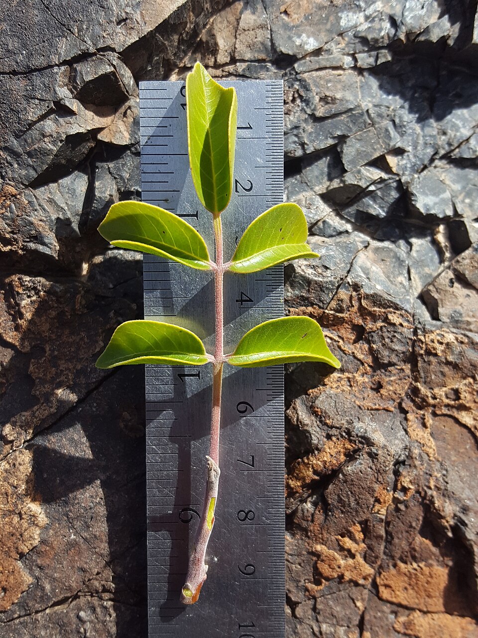 Rhus virens (evergreen sumac) (alternate view 9)