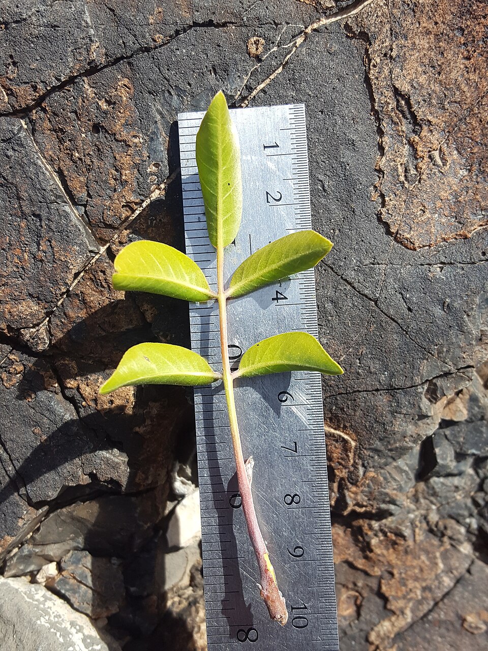Rhus virens (evergreen sumac) (alternate view 10)