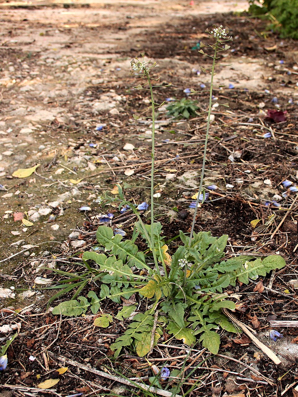 Capsella bursa-pastoris (shepherd's purse) (alternate view 6)