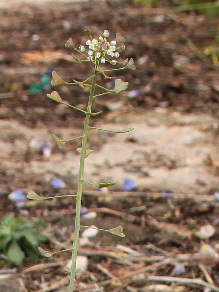 Capsella bursa-pastoris (shepherd's purse) (alternate view 7)