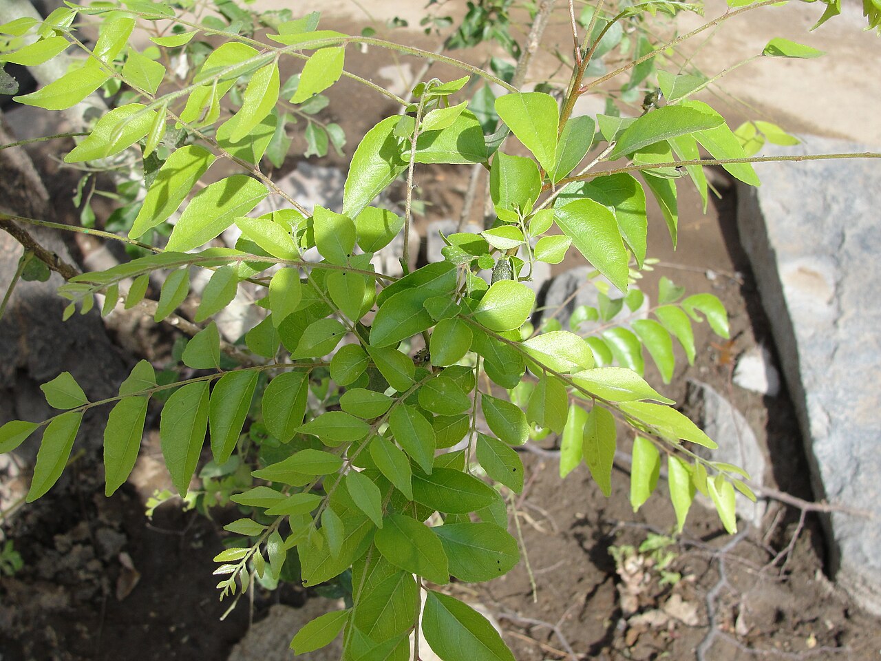 Murraya koenigii, Curry leaf tree — upright semi-evergreen (Rutaceae) (image 2 of 9)