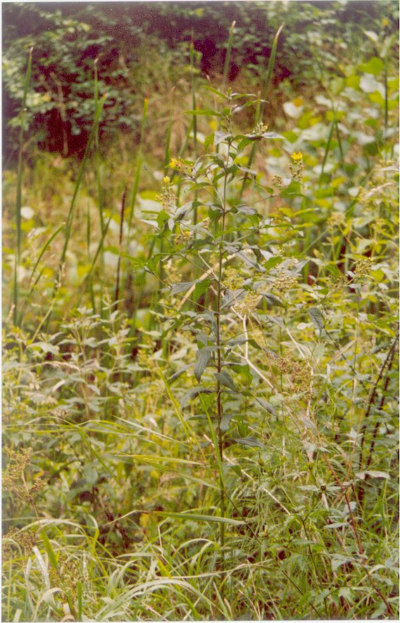 Lysimachia vulgaris (Yellow Loosestrife)