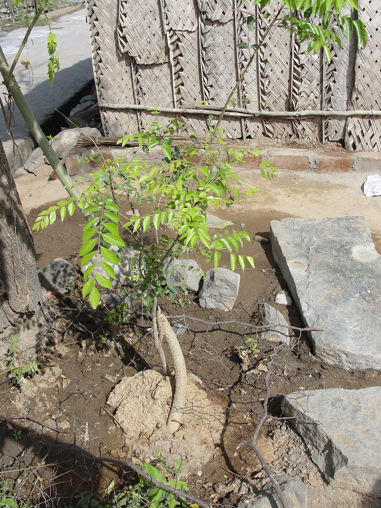 Murraya koenigii, Curry leaf tree — upright semi-evergreen (Rutaceae) (image 3 of 9)