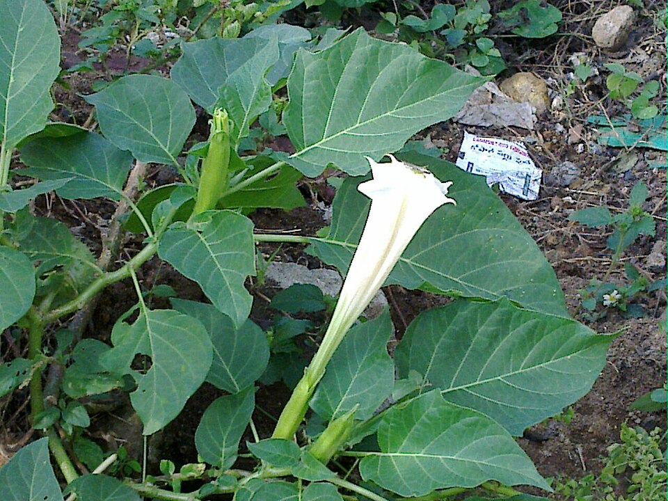 Datura wrightii (Sacred Datura)