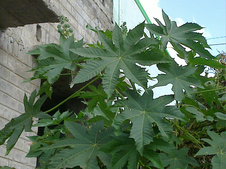 Ricinus communis (castor bean)
