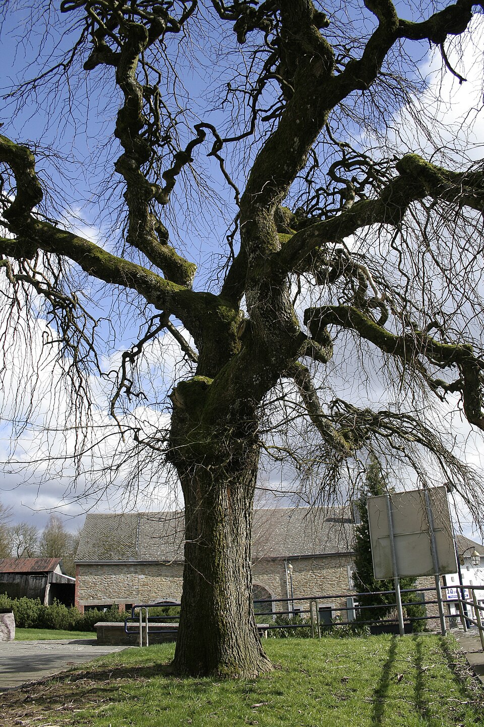 Ulmus glabra 'Camperdownii' (Camperdown elm) (alternate view 4)