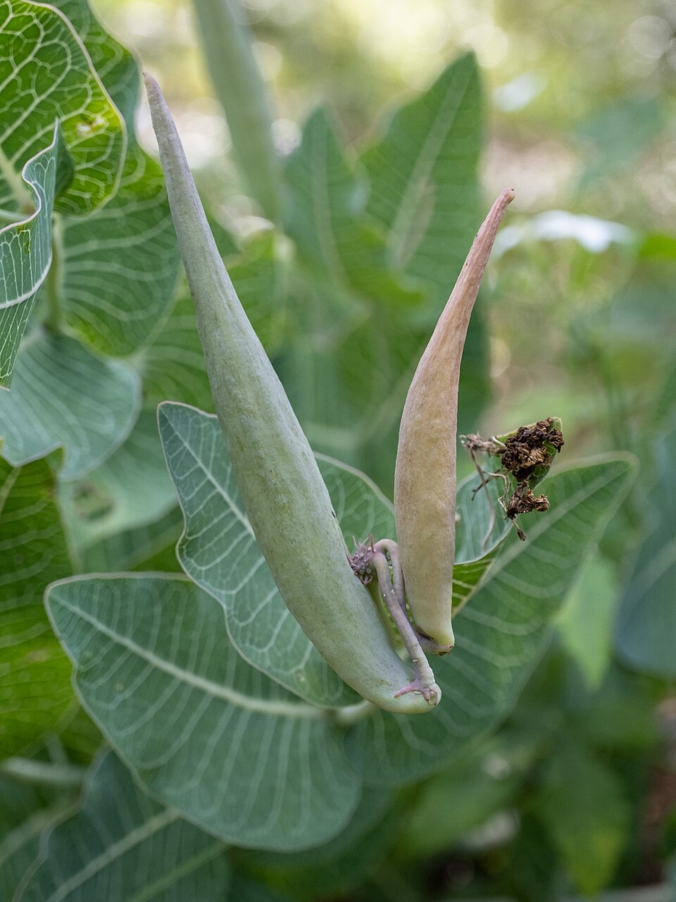 Asclepias humistrata (Sandhill milkweed) (alternate view 7)
