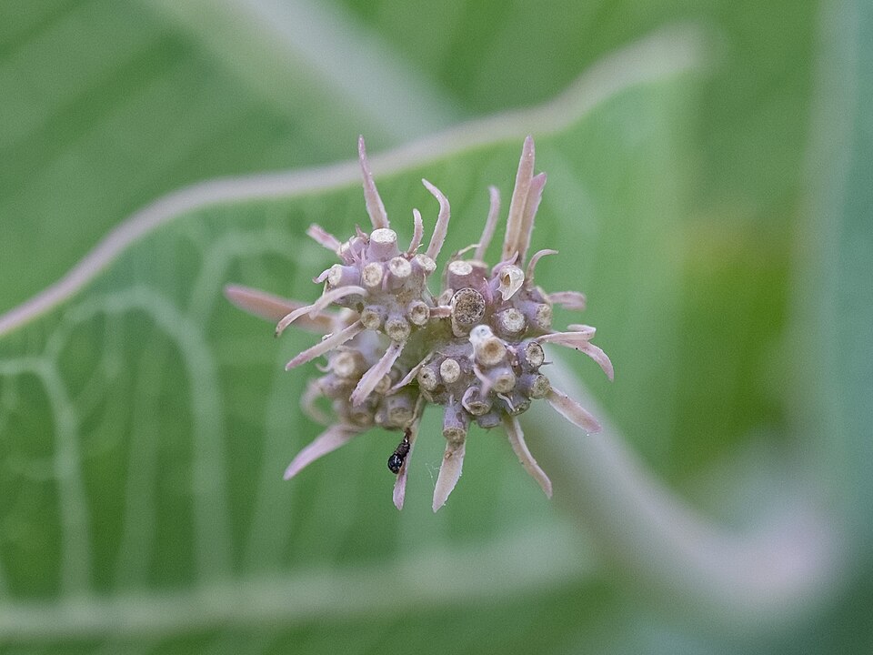 Asclepias humistrata (Sandhill milkweed) (alternate view 8)