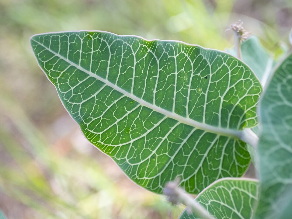 Asclepias humistrata (Sandhill milkweed) (alternate view 9)