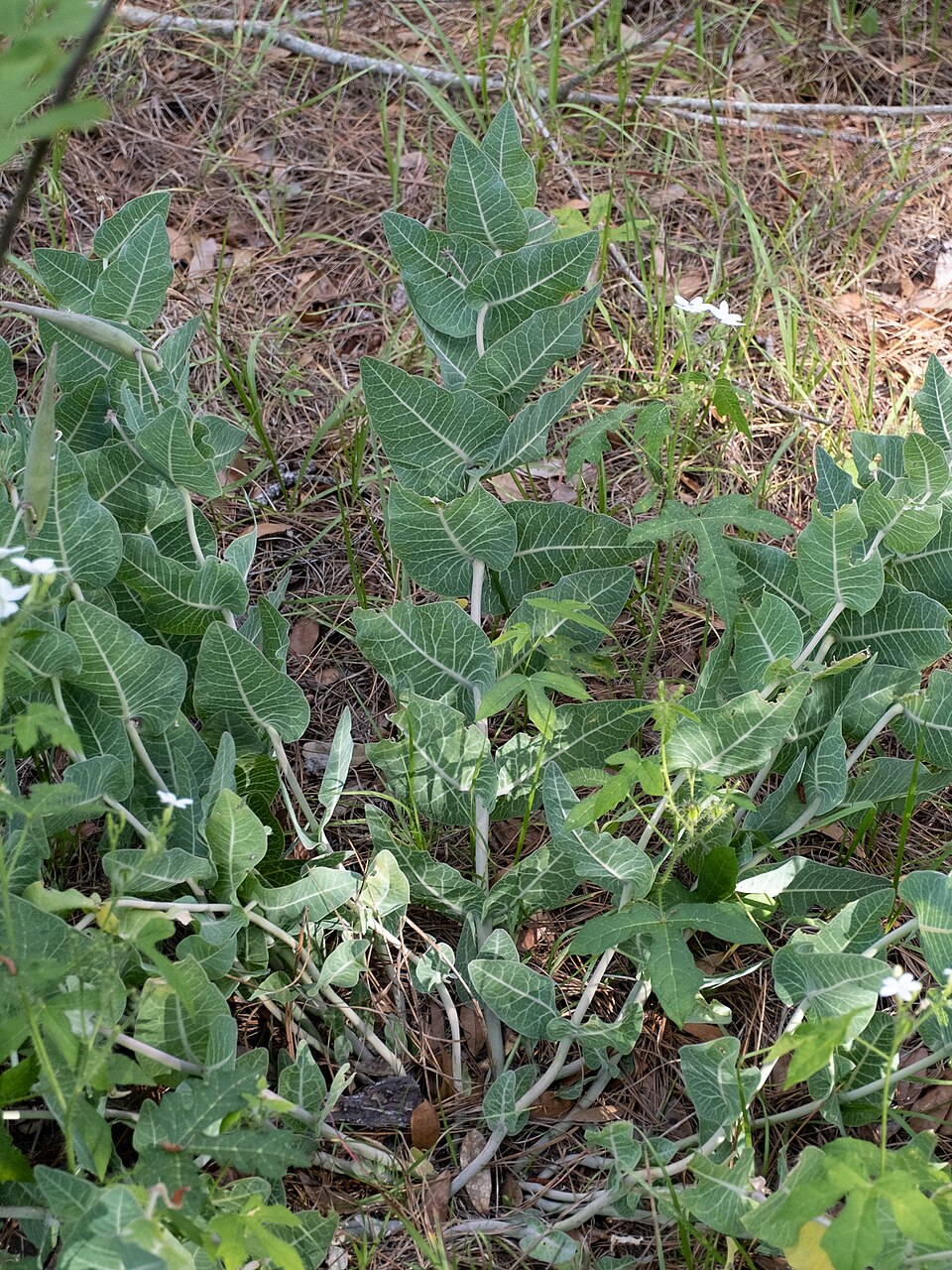 Asclepias humistrata (Sandhill milkweed) (alternate view 10)