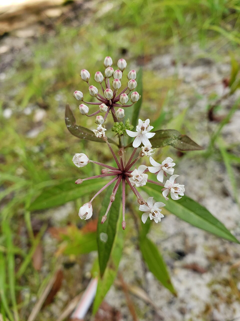 Asclepias perennis (Aquatic Milkweed) (alternate view 11)