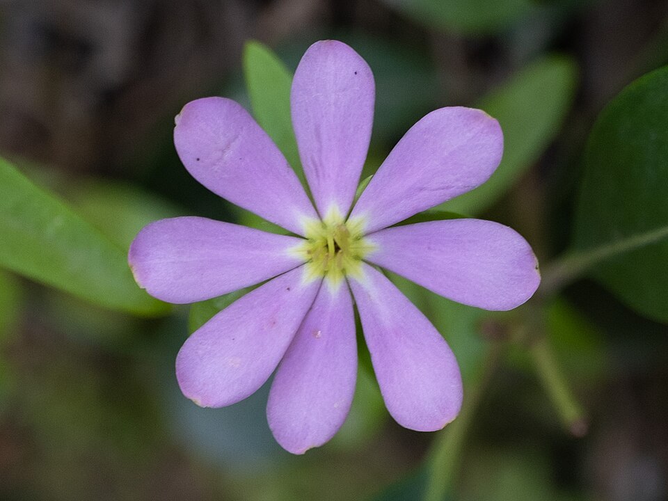 Sabatia (rose gentians) (alternate view 2)