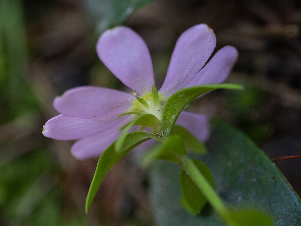 Sabatia (rose gentians) (alternate view 3)