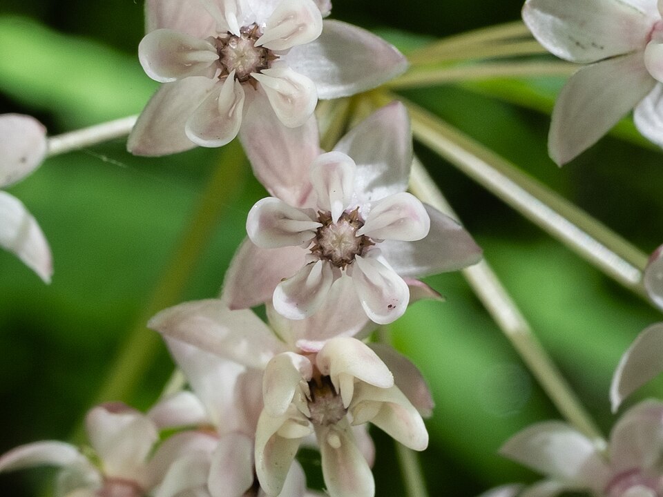 Asclepias quadrifolia (four-leaved milkweed) (alternate view 4)