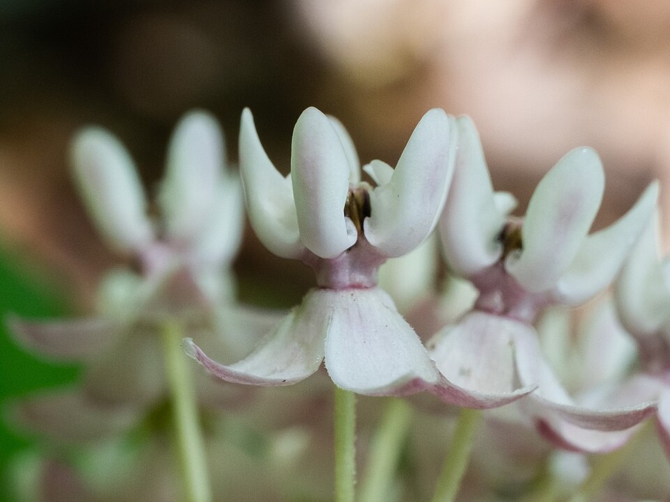 Asclepias quadrifolia (four-leaved milkweed) (alternate view 5)