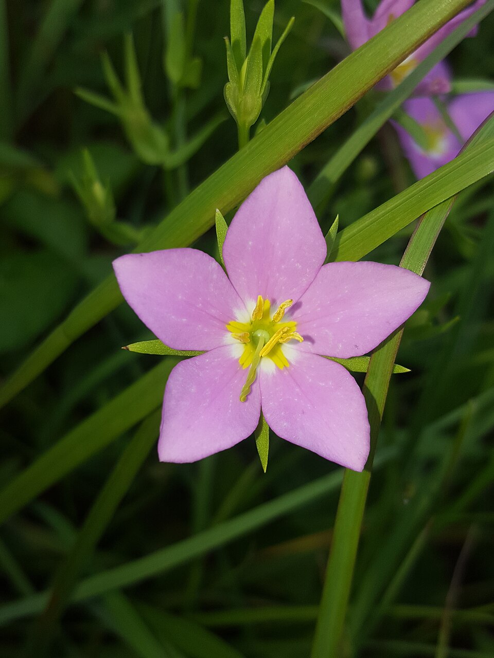 Sabatia campestris (Meadow Pink) (alternate view 5)