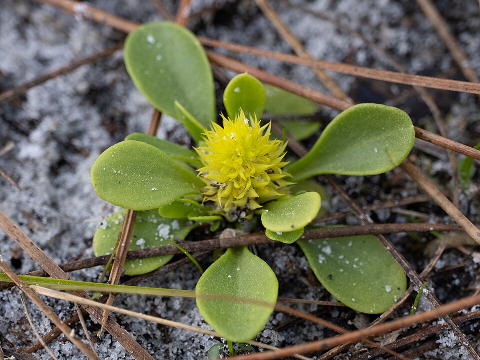 Senega nana (candyroot) (alternate view 8)