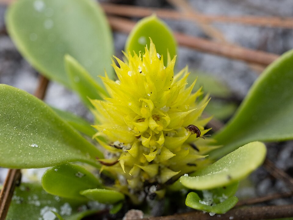 Senega nana (candyroot) (alternate view 9)