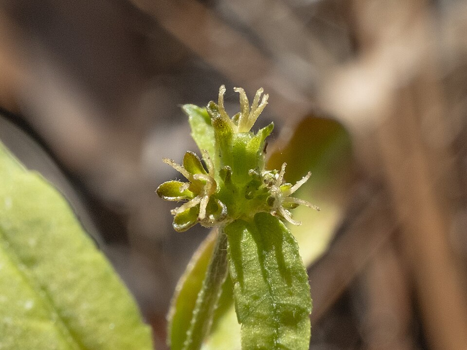 Croton glandulosus (Tropic Croton) (alternate view 9)