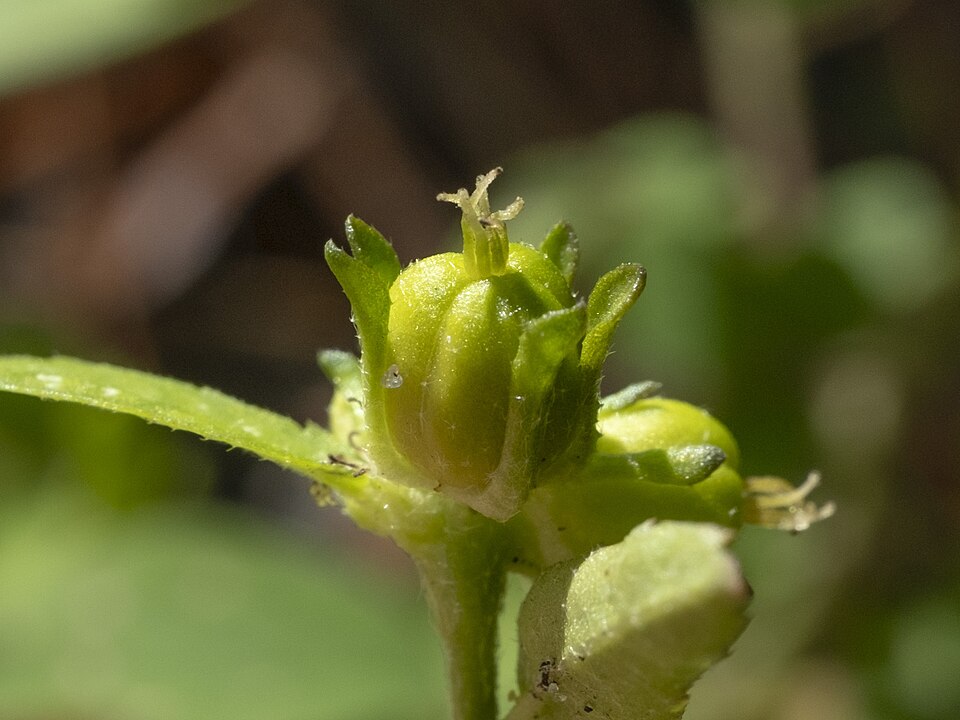 Croton glandulosus (Tropic Croton) (alternate view 10)