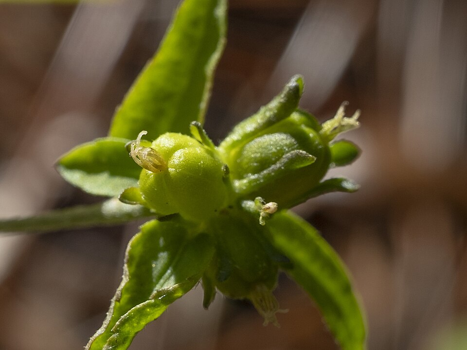 Croton glandulosus (Tropic Croton) (alternate view 11)