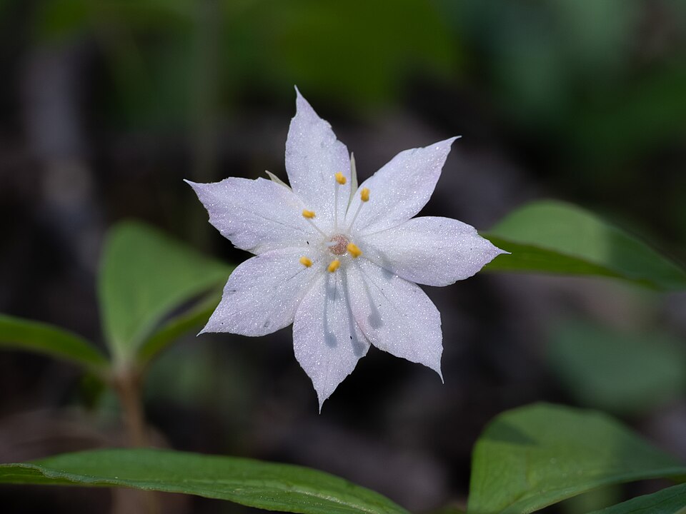Lysimachia latifolia (Western Starflower) (alternate view 7)