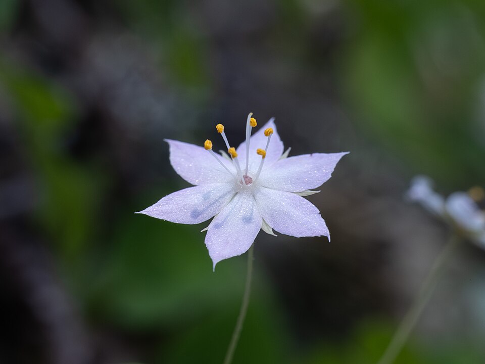 Lysimachia latifolia (Western Starflower) (alternate view 8)