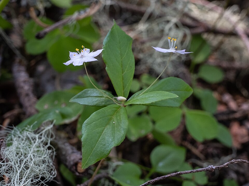 Lysimachia latifolia (Western Starflower) (alternate view 9)