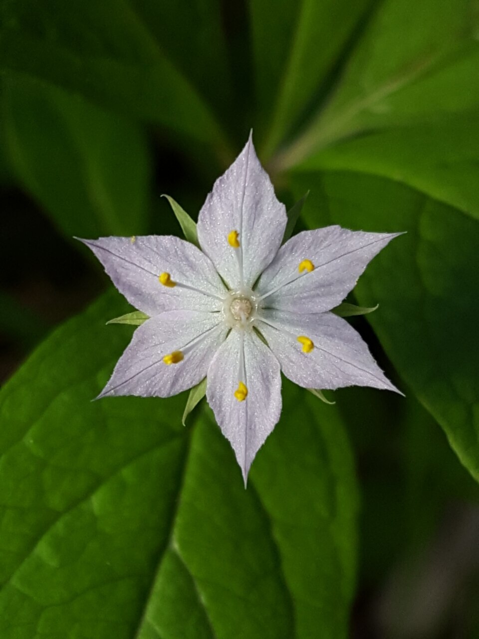 Lysimachia latifolia (Western Starflower) (alternate view 10)