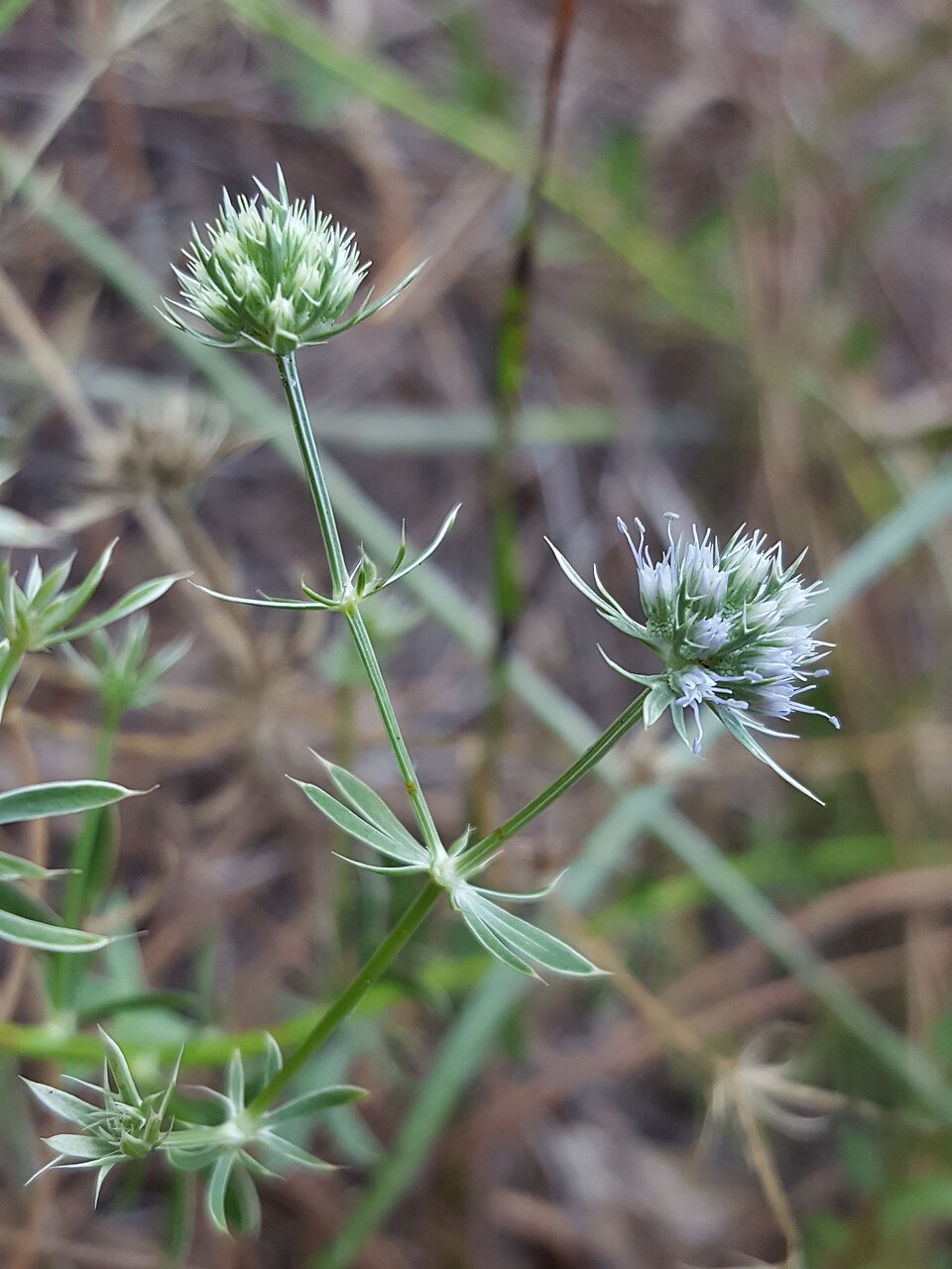 Eryngium (Eryngos) (alternate view 5)