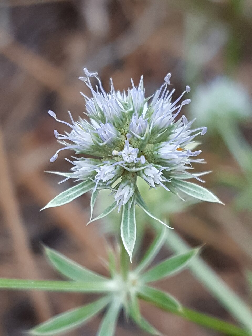 Eryngium (Eryngos) (alternate view 6)