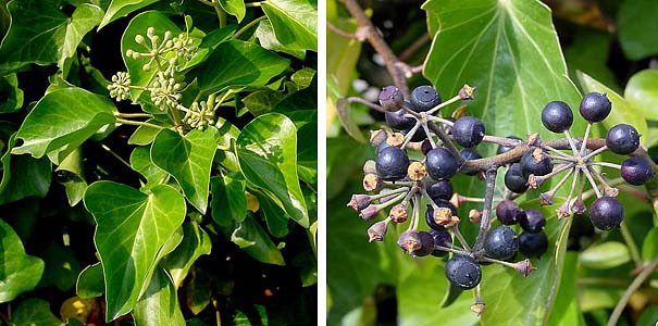 Hedera hibernica (Atlantic or Irish ivy) (alternate view 9)