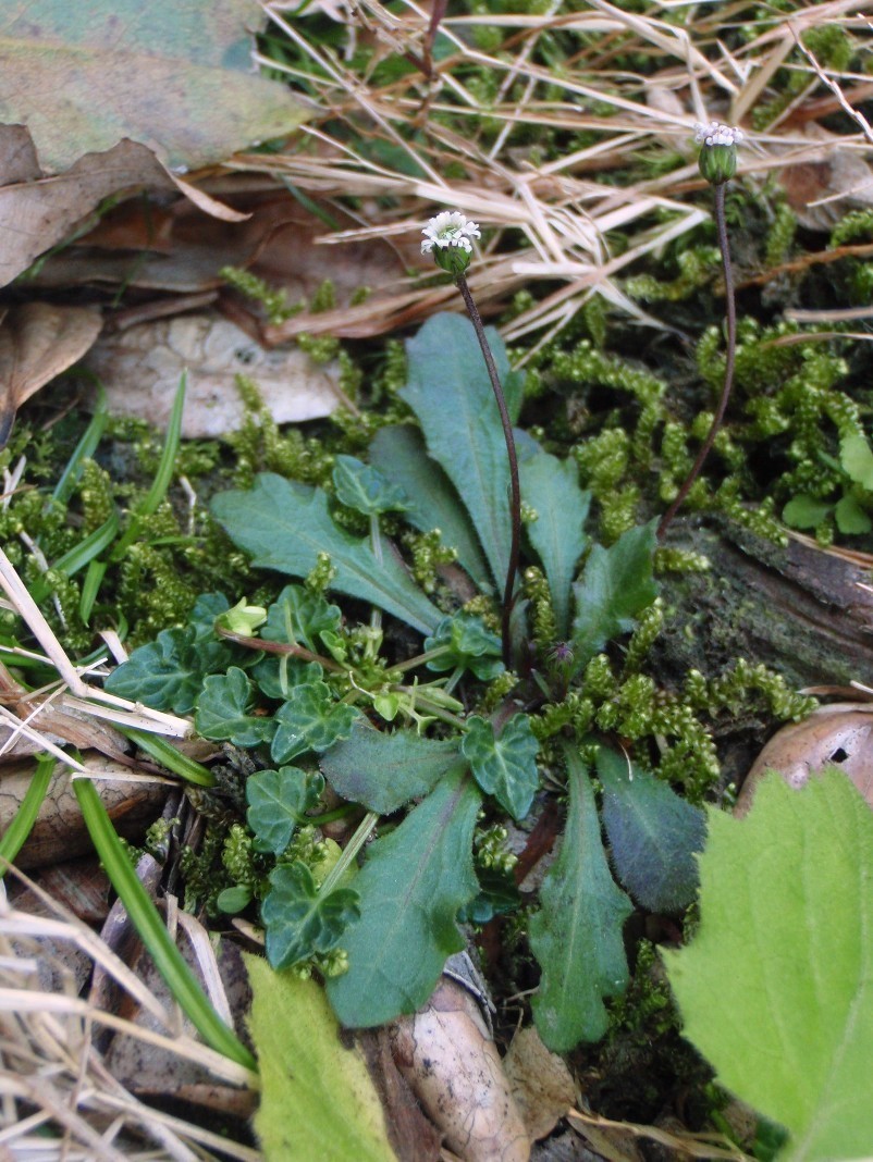 Lagenophora sublyrata (slender bottle-daisy) (alternate view 2)