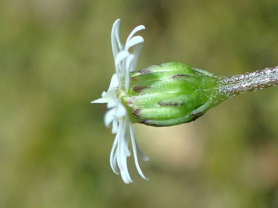 Lagenophora sublyrata (slender bottle-daisy) (alternate view 3)